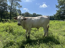 Excellent Luck PL x Dunn Ditto bull calf