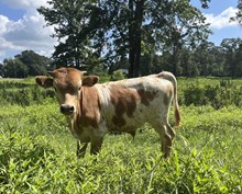 Excellent Luck PL x LRF Jessie bull calf
